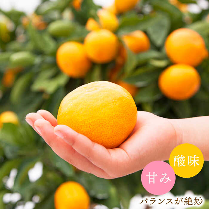 【ふるさと納税】【12月上旬より配送】 石地みかん 約4kg or 約8kg （傷み保証分含む）＜川添みかん園＞ [CCT005] 西海みかん 温州みかんミカン 蜜柑 果物 柑橘 デザート 剥きやすい 甘味 果汁 おやつ プレゼント 贈答 ギフト 甘い 西海 10000円 1万円 サムネイル3