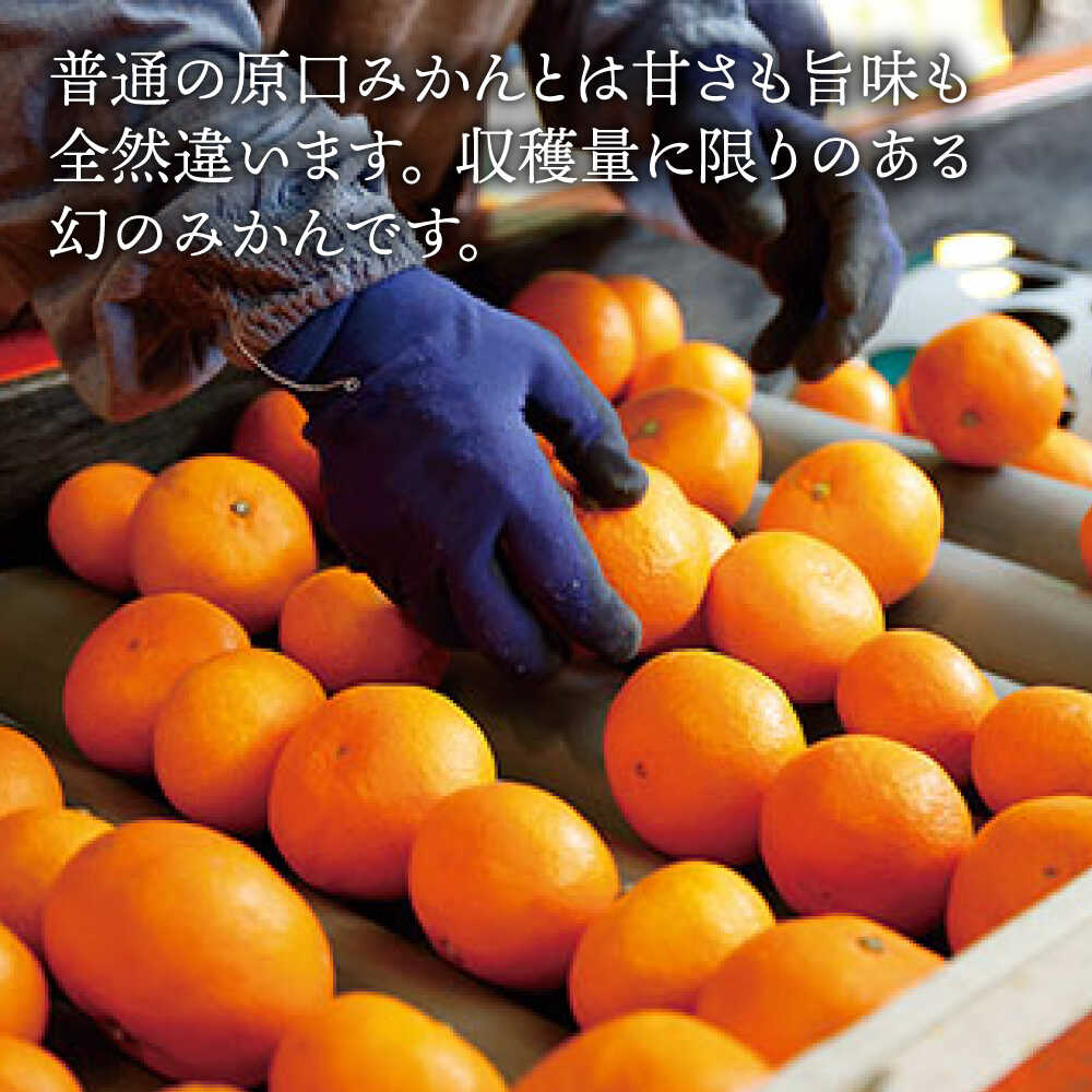 【ふるさと納税】【年内配送/12月上旬より配送】 幻の 原口みかん 約3kg＜原口果樹園＞[CCW004] 長崎 西海 みかん 蜜柑 原口みかん 柑橘 幻 甘い 高級 贈答 ギフト サムネイル2