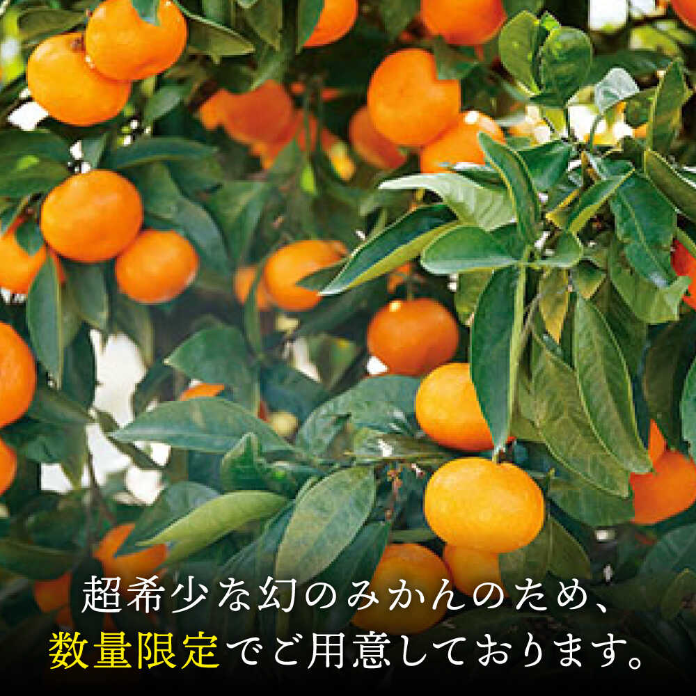 【ふるさと納税】【年内配送/12月上旬より配送】 幻の 原口みかん 約3kg＜原口果樹園＞[CCW004] 長崎 西海 みかん 蜜柑 原口みかん 柑橘 幻 甘い 高級 贈答 ギフト サムネイル3