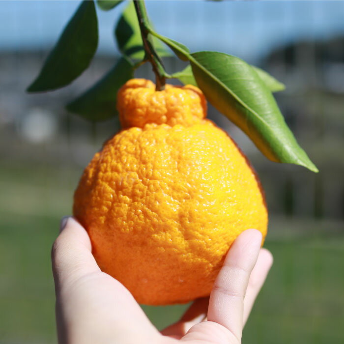 【ふるさと納税】【4月上旬より順次配送】【糖度13～15度】ハウス木成 完熟 デコポン 不知火 約3kg ＜原口果樹園＞[CCW005] 長崎 西海 みかん ミカン でこぽん 贈答 ギフト サムネイル2