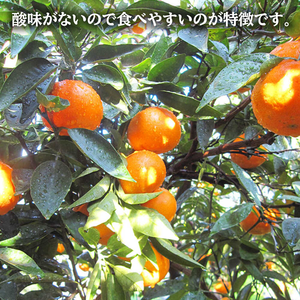 【ふるさと納税】【1月上旬より順次配送】津之望（つののぞみ）約5kg＜原口果樹園＞[CCW009] 長崎 西海 みかん ミカン 柑橘 オレンジ 果物 フルーツ 贈答 ギフト サムネイル2