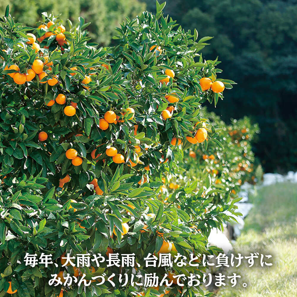 【ふるさと納税】【1月上旬より順次配送】津之望（つののぞみ）約5kg＜原口果樹園＞[CCW009] 長崎 西海 みかん ミカン 柑橘 オレンジ 果物 フルーツ 贈答 ギフト サムネイル3