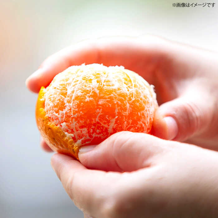 【ふるさと納税】【年内配送】【贈答にも】 原口みかん 約 5kg（S〜Mサイズ混合） ＜山田果樹園＞ [CCX010] 長崎県 西海市 みかん ミカン 蜜柑 柑橘 みかん 温州みかん 贈答 みかん 産地直送 フルーツ 果実 果物 贈答用 あまい ビタミン 旬 5kg サムネイル2