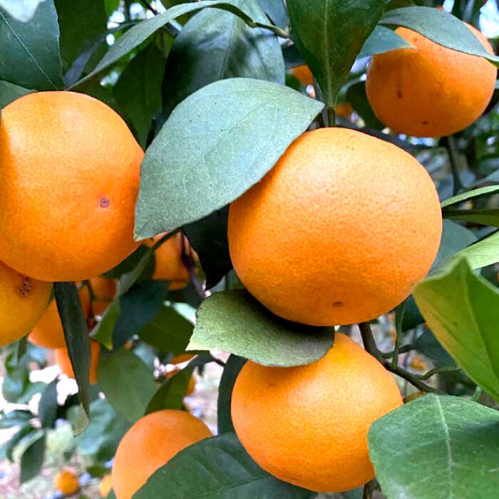 【ふるさと納税】【年内配送】【贈答にも】 原口みかん 約 5kg（S〜Mサイズ混合） ＜山田果樹園＞ [CCX010] 長崎県 西海市 みかん ミカン 蜜柑 柑橘 みかん 温州みかん 贈答 みかん 産地直送 フルーツ 果実 果物 贈答用 あまい ビタミン 旬 5kg サムネイル3