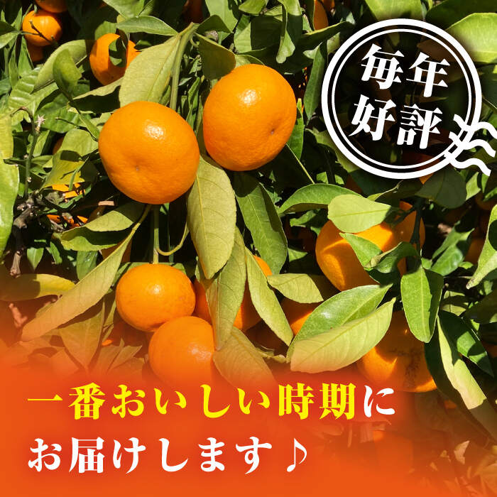 【ふるさと納税】【年内配送/11月下旬より配送】 原口みかん 約5kg ＜Da・IWASAKI FARM＞ [CCZ004] 長崎 西海 みかん ミカン 蜜柑 柑橘 西海みかん 果物 フルーツ 贈答 プレゼント ギフト サムネイル2
