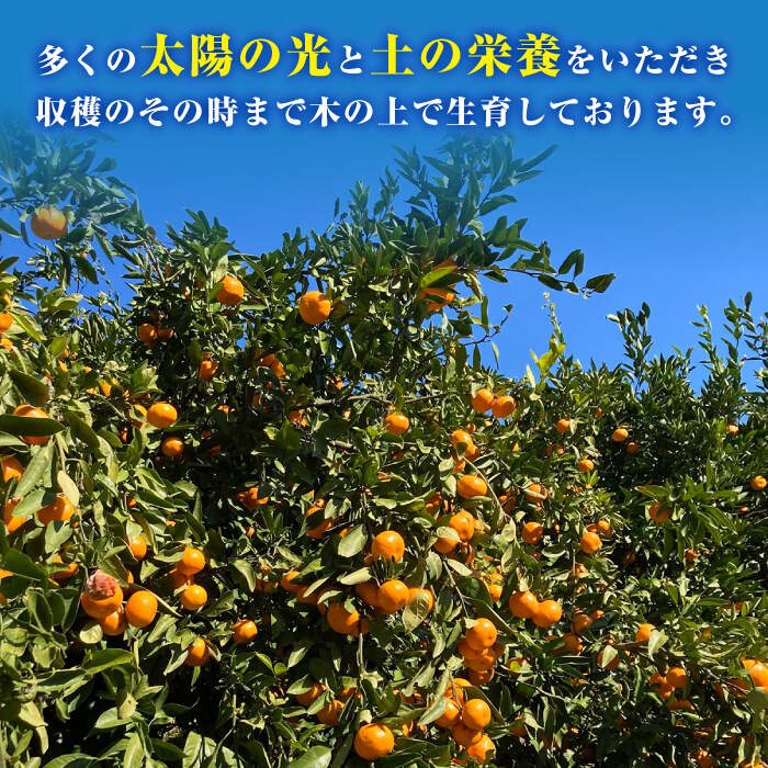 【ふるさと納税】【年内配送/11月下旬より配送】 原口みかん 約5kg ＜Da・IWASAKI FARM＞ [CCZ004] 長崎 西海 みかん ミカン 蜜柑 柑橘 西海みかん 果物 フルーツ 贈答 プレゼント ギフト サムネイル3