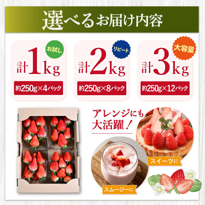 【ふるさと納税】【1月より順次発送】【先行予約】 ゆめのか いちご 1kg~3kg ＜川原農園＞ [CDR010] いちご イチゴ 苺 果物 フルーツ 甘い 1kg 2kg ご家庭用 サムネイル2