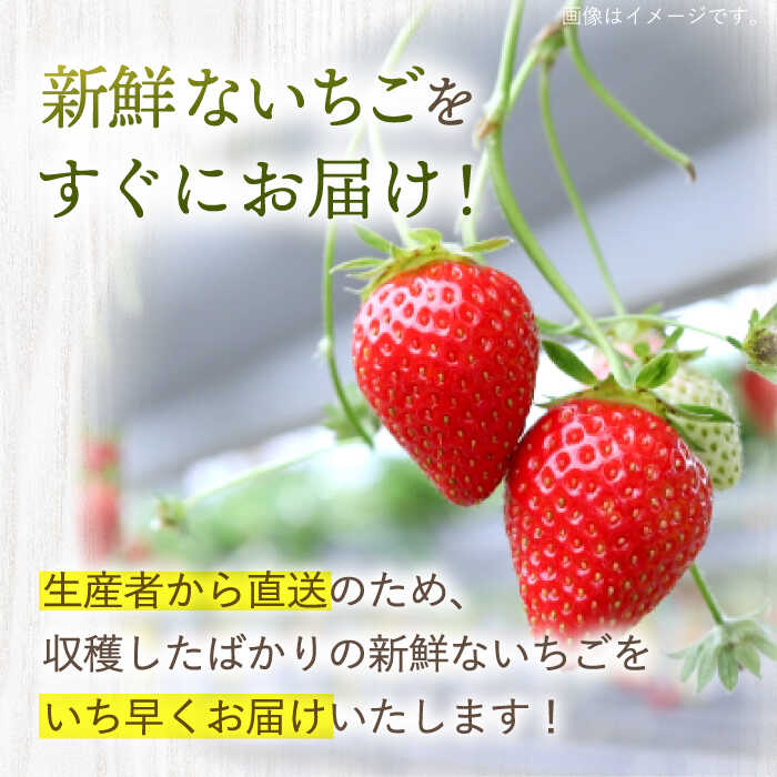 【ふるさと納税】【1月より順次発送】【先行予約】 ゆめのか いちご 1kg~3kg ＜川原農園＞ [CDR010] いちご イチゴ 苺 果物 フルーツ 甘い 1kg 2kg ご家庭用 サムネイル3