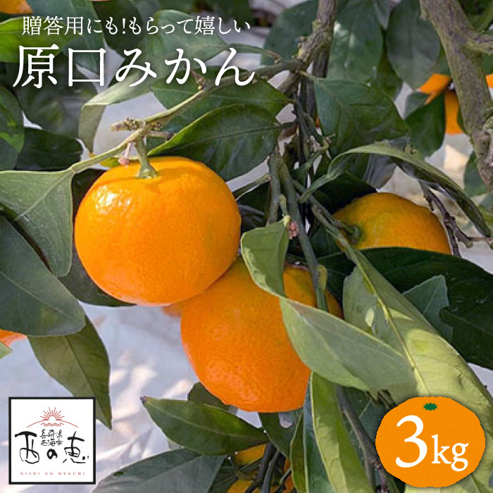 【先行予約☆贈答にもオススメ】「西の恵」 原口みかん 約 3kg＜ファームまるだ＞ [CDT005] 長崎県 西海市 みかん ミカン 柑橘 フルーツ 西海 オレンジ 果物 ミカン 贈答 ギフト フルーツ 果実 甘い あまい デザート 新鮮 産地直送 くだもの ギフト