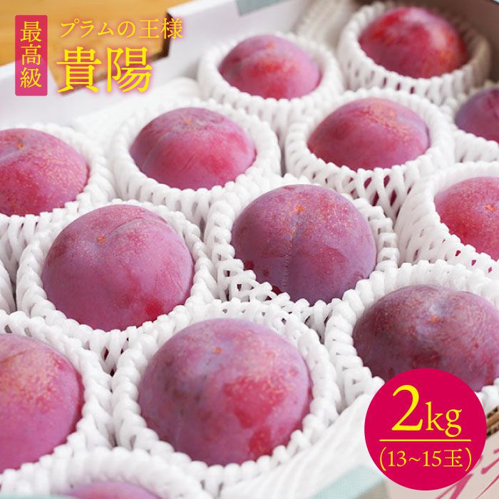 【6月下旬より発送開始】【プラムの王様】 貴陽 (きよう) 約2kg (13~15玉) ＜竹嶋農園＞ [CEB002] 長崎 西海 プラム すもも 果物 フルーツ 桃 贈答 ギフト プレゼント