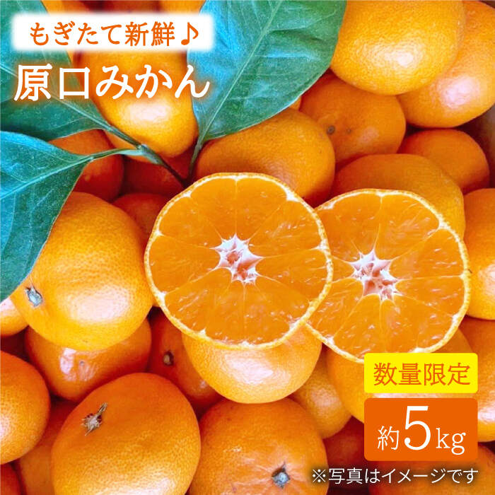【数量限定】【もぎたて新鮮】原口みかん 約5kg＜中尾果樹園＞ [CEL001] みかん 蜜柑 ミカン 西海みかん 温州みかん 果物 フルーツ 贈答 ギフト プレゼント 甘い ジューシー