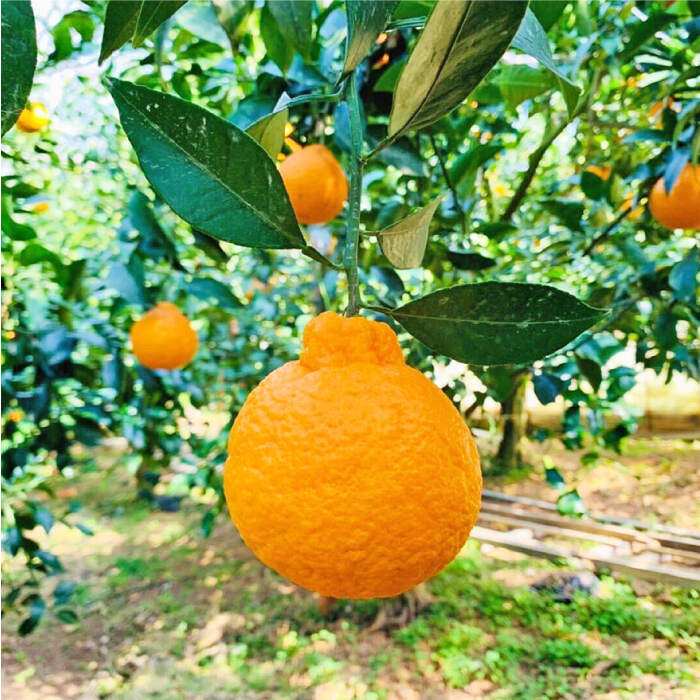 【ふるさと納税】【3月下旬より順次発送】【贈答用にも☆】 屋根かけ完熟 不知火 約5kg ＜中尾果樹園＞ [CEL003] 長崎 西海 ミカン 蜜柑 果物 フルーツ 柑橘 デザート 完熟 果汁 おやつ お土産 プレゼント 贈答 でこぽん デコポン サムネイル2