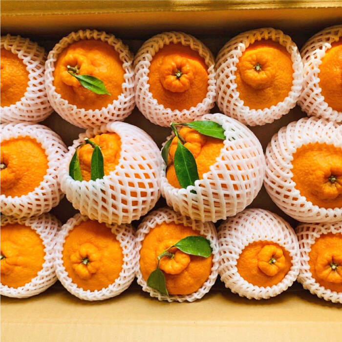 【ふるさと納税】【3月下旬より順次発送】【贈答用にも☆】 屋根かけ完熟 不知火 約5kg ＜中尾果樹園＞ [CEL003] 長崎 西海 ミカン 蜜柑 果物 フルーツ 柑橘 デザート 完熟 果汁 おやつ お土産 プレゼント 贈答 でこぽん デコポン サムネイル3