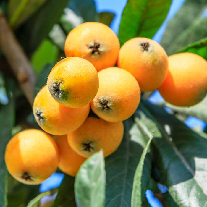 【ふるさと納税】【 高島屋 選定品】【4月中旬より順次発送】【九州屋】 茂木 びわ 400g（ Lサイズ 12粒入）＜高島屋＞[CFQ060] びわ ビワ 琵琶 果物 フルーツ 大粒 Lサイズ 贈答 ギフト プレゼント 九州屋 高島屋 旬 長崎 サムネイル3