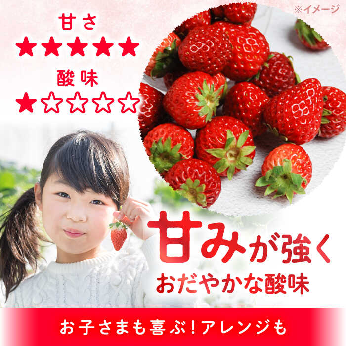 【ふるさと納税】【先行予約】【1月より順次発送】西海市産 いちご 「かおりの」計1～3kg ＜武藤農園＞[CFV001] 長崎県 西海市 イチゴ いちご 贈答 ギフト いちご 大粒 果物 フルーツ かおりの 果実 甘い イチゴ ストロベリー あまい デザート 新鮮 産地直送 くだもの 苺 サムネイル3