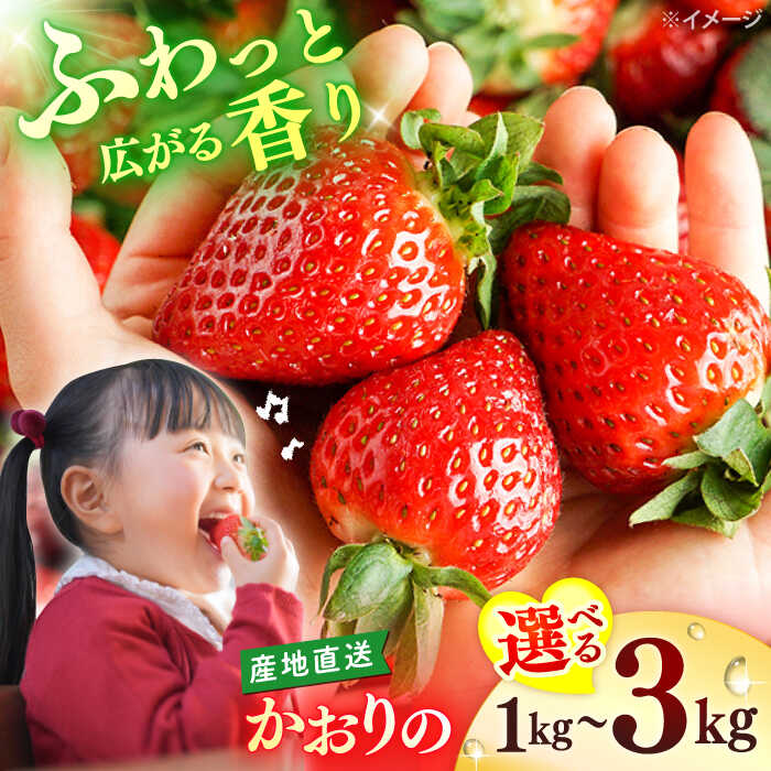 【先行予約】【1月より順次発送】西海市産 いちご 「かおりの」計1～3kg ＜武藤農園＞[CFV001] 長崎県 西海市 イチゴ いちご 贈答 ギフト いちご 大粒 果物 フルーツ かおりの 果実 甘い イチゴ ストロベリー あまい デザート 新鮮 産地直送 くだもの 苺