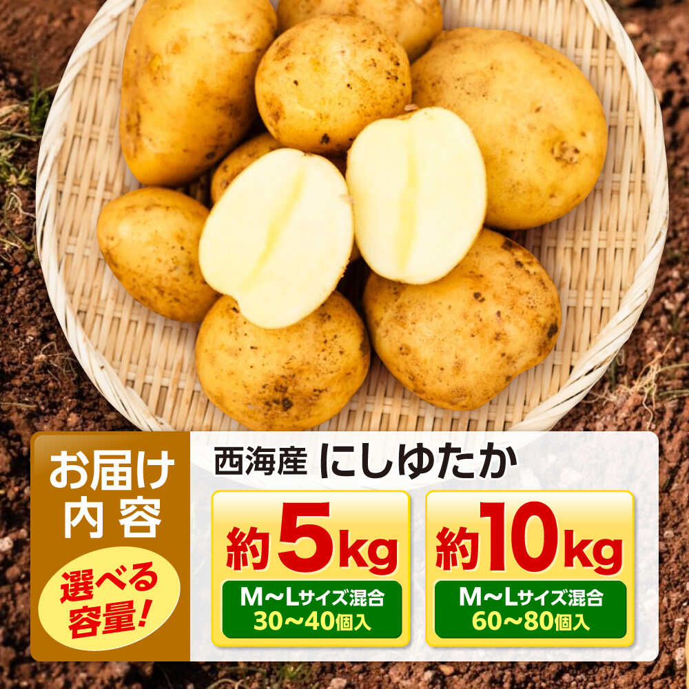 【ふるさと納税】【先行予約】勝田農園の満々 じゃがいも にしゆたか 約5kg or 約10kg（M〜Lサイズ混合）＜勝田農園＞[CGM001] 西海市 ニシユタカ 西豊 ポテト 新じゃがいも 長崎県産 じゃがいも 販売 - 画像3