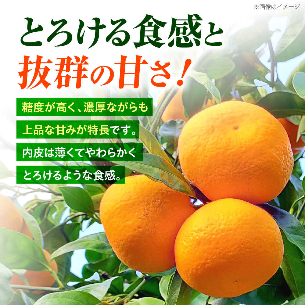 【ふるさと納税】【12月中旬より配送開始】 石地みかん 約5kg （S,Mサイズ混合）＜濱崎ファーム＞[CGT003] 長崎 西海 みかん 蜜柑 ミカン 柑橘 果物 フルーツ デザート 石地みかん 贈答 ギフト 石地みかん サムネイル2