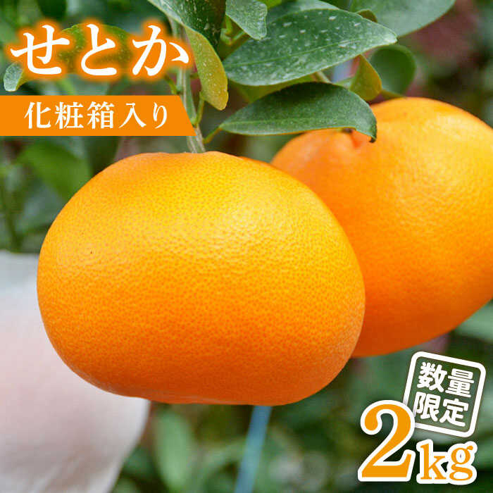 【2026年2月～発送】期間限定！せとか 2kg / みかん ミカン 蜜柑 果物 フルーツ 贈答用 化粧箱 / 南島原市 / JA島原雲仙東南部基幹センター[SAC002]
