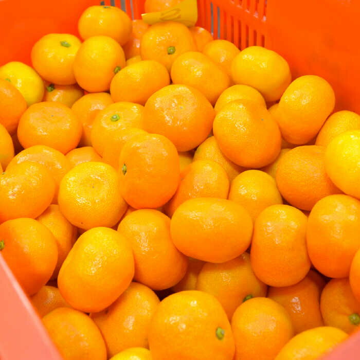 【ふるさと納税】【2026年6月中旬〜発送】ハウス みかん 約2kg / みかん ミカン 蜜柑 果物 フルーツ 贈答用 化粧箱 / 南島原市 / 島原雲仙農業協同組合 東南部基幹センター [SAC003] サムネイル3