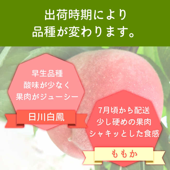 【ふるさと納税】【2026年6月〜発送】どちらが届くかはお楽しみ！温室桃 約1kg / 日川白鳳 or ももか / 桃 もも フルーツ 果物 / 南島原市 / 川田農園 [SAP002] サムネイル3