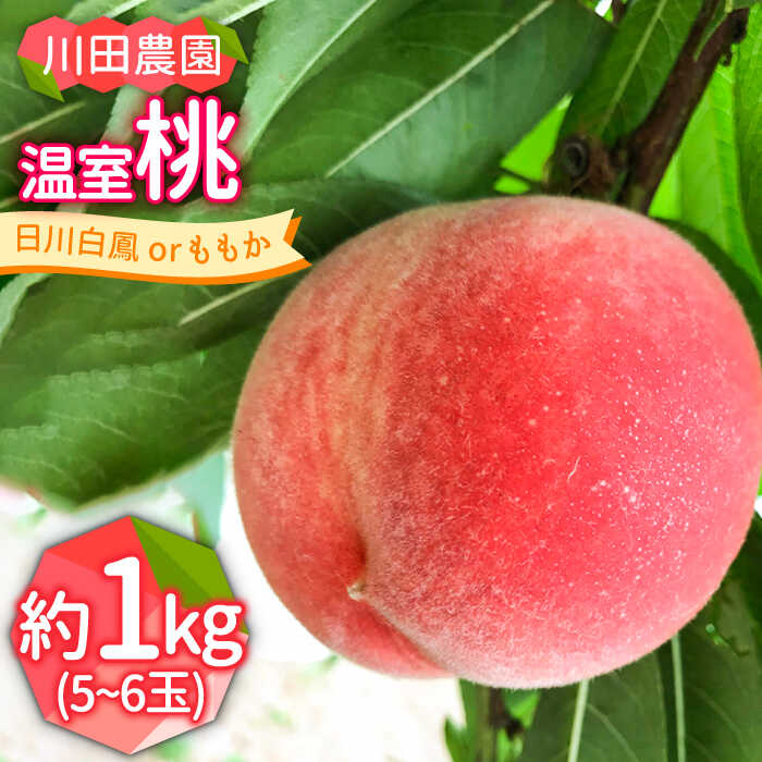 【2026年6月〜発送】どちらが届くかはお楽しみ！温室桃 約1kg / 日川白鳳 or ももか / 桃 もも フルーツ 果物 / 南島原市 / 川田農園 [SAP002]