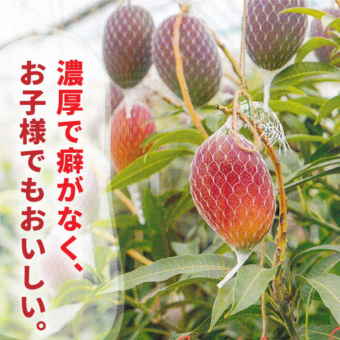 【ふるさと納税】【2026年7月〜発送】南島原産 完熟マンゴー 3kg / マンゴー まんごー フルーツ 果物 完熟 期間限定 / 南島原市 / 松川農園 [SAX003] サムネイル2