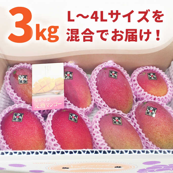 【ふるさと納税】【2026年7月〜発送】南島原産 完熟マンゴー 3kg / マンゴー まんごー フルーツ 果物 完熟 期間限定 / 南島原市 / 松川農園 [SAX003] サムネイル3