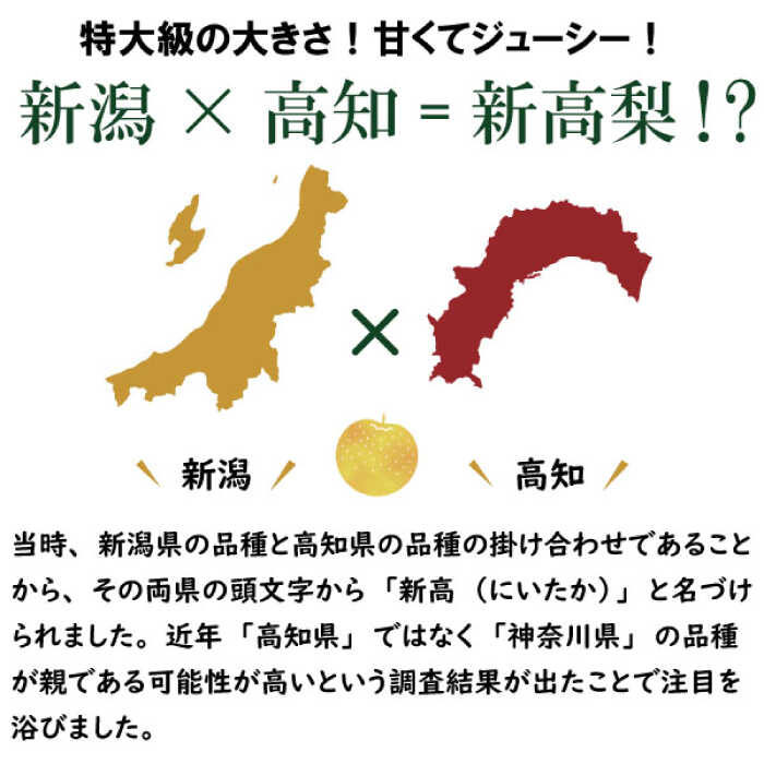 【ふるさと納税】【2026年9月中旬～発送】【シャリッとおいしい！】新高梨 約3.4kg / 梨 なし くだもの 果物 フルーツ 常温 ギフト プレゼント 贈り物 / 南島原市 / ふるさと企画 [SBA030] サムネイル2