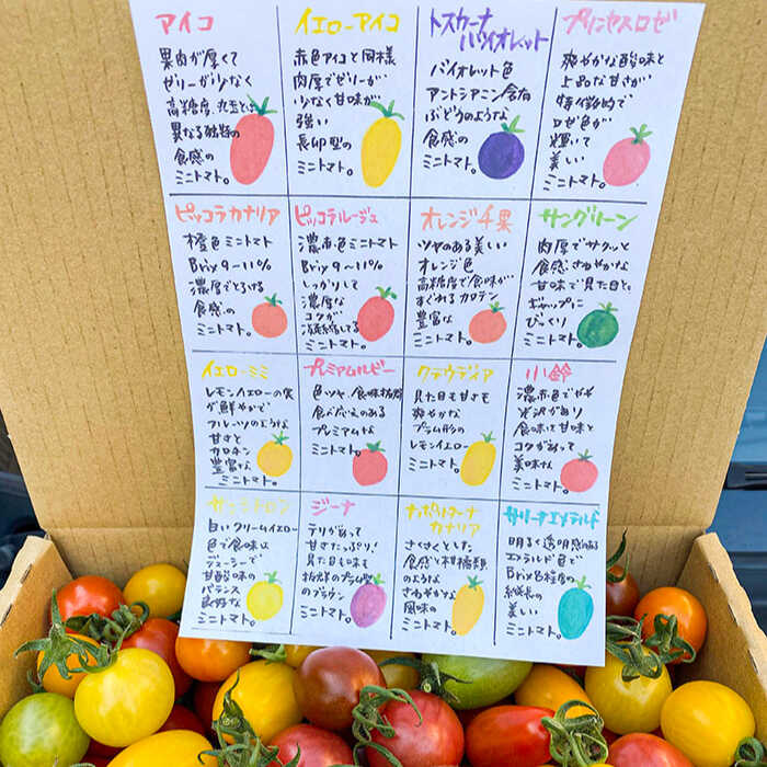 【ふるさと納税】【2026年1月中旬〜発送】ミニトマト 彩8ニ（イロハニ）約10種類 合計約1.4kg / トマト 夏野菜 野菜 旬 食べ比べ / 産地直送 安心 安全 彩り / 南島原市 / 植木農園 [SBL002] - 画像2