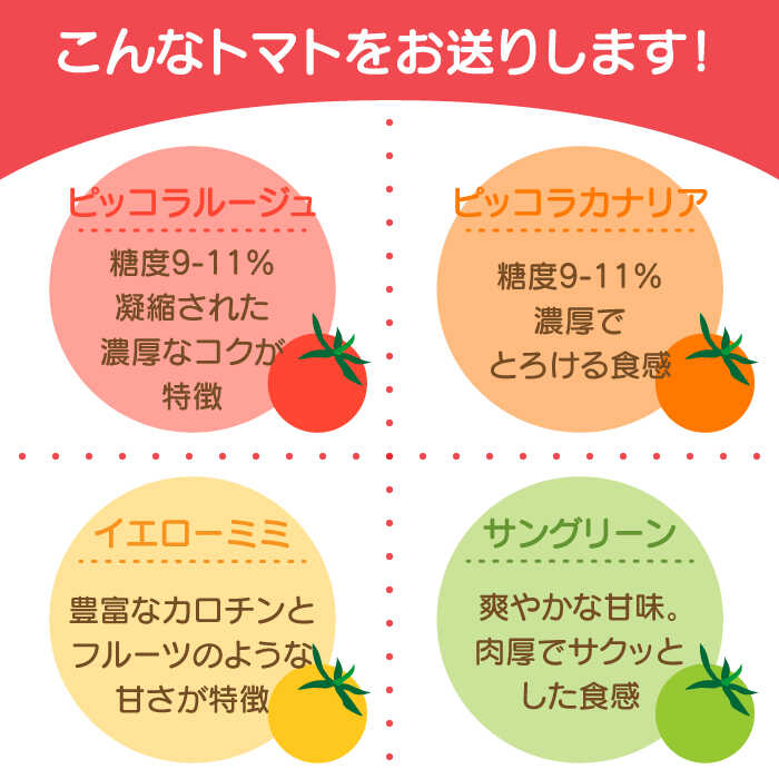 【ふるさと納税】【2026年1月中旬〜発送】ミニトマト 彩8ニ（イロハニ）約10種類 合計約1.4kg / トマト 夏野菜 野菜 旬 食べ比べ / 産地直送 安心 安全 彩り / 南島原市 / 植木農園 [SBL002] - 画像3
