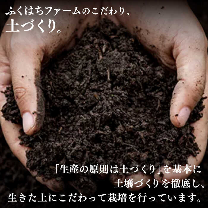 【ふるさと納税】【2026年5月下旬～発送】桃 特別栽培ハウスもも 約1kg 化粧箱入り / 桃 もも モモ フルーツ 果物 旬 / 南島原市 / ふくはちファーム [SBS005] サムネイル3