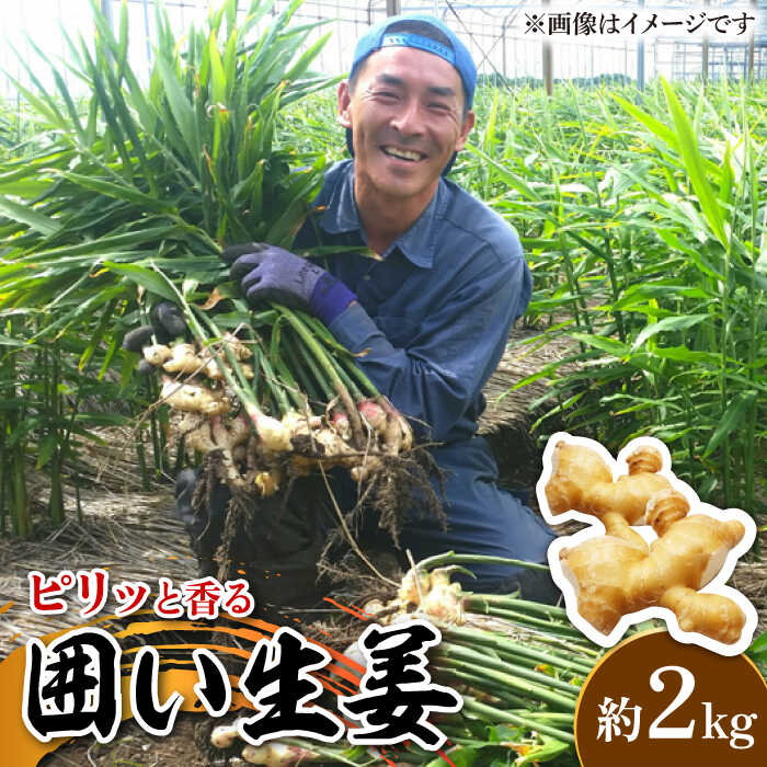 【2026年1月末〜順次発送】囲い生姜 約 2kg / ショウガ しょうが 生姜 / 南島原市 / ふくはちファーム [SBS010]