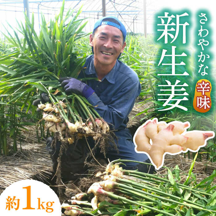【2026年8月〜発送】 新生姜 約1kg / ショウガ しょうが 生姜 / 南島原市 / ふくはちファーム/福島農園 [SBS015]