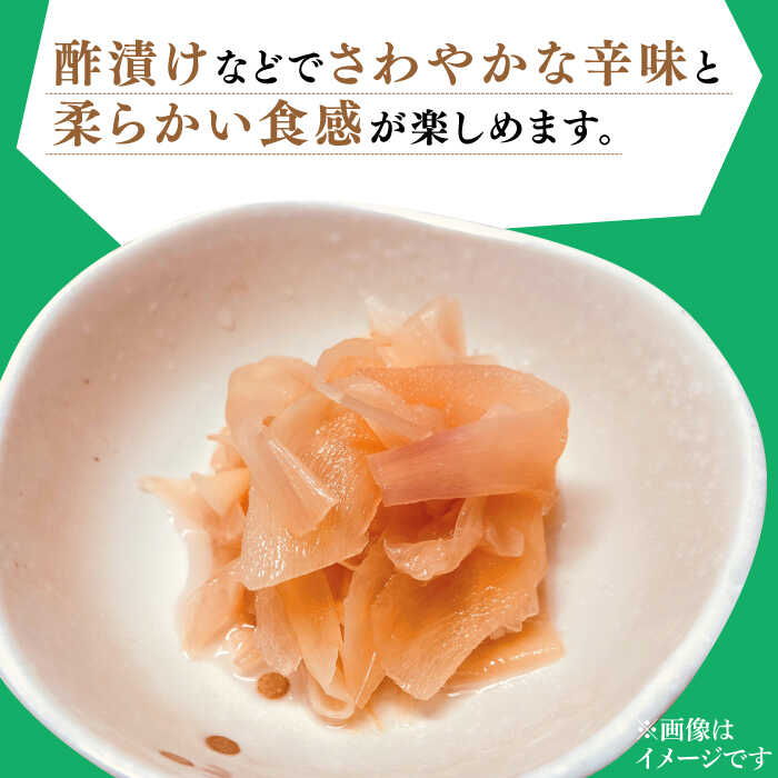 【ふるさと納税】【2026年8月〜発送】新生姜 約3kg / ショウガ しょうが 生姜 / 南島原市 / ふくはちファーム/福島農園 [SBS017] - 画像2