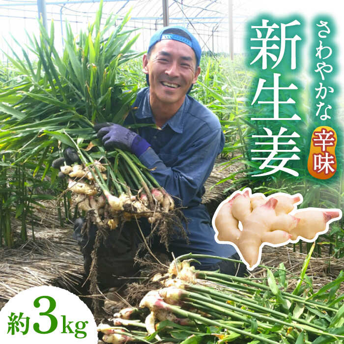 【2026年8月〜発送】新生姜 約3kg / ショウガ しょうが 生姜 / 南島原市 / ふくはちファーム/福島農園 [SBS017]