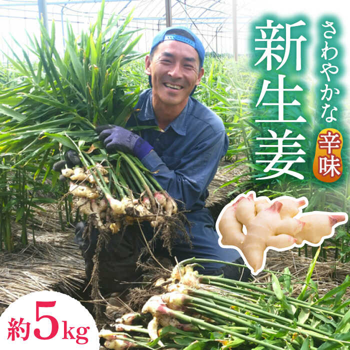 【2026年8月〜発送】新生姜 約5kg / ショウガ しょうが 生姜 / 南島原市 / ふくはちファーム / 福島農園 [SBS019]