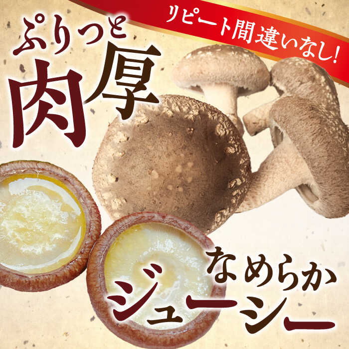 【ふるさと納税】【一度食べたら忘れられない】九州で唯一！ 希少な肉厚生椎茸 秀品15枚セット / 生しいたけ 生シイタケ きのこ キノコ 茸 / 南島原市 / サンエスファーム [SBX001] サムネイル2