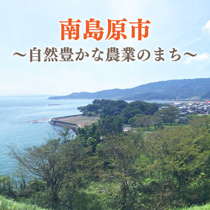 【ふるさと納税】【6回定期便】旬の果物をお任せで6回お届け ＜みかん ぶどう びわ すいか 梨 いちご メロン キウイ ＞ / フルーツ ふるーつ 果物 くだもの 詰め合わせ 定期便 フルーツ定期便 果物定期便 / 南島原市 / 長崎県農産品流通合同会社 [SCB010] サムネイル3
