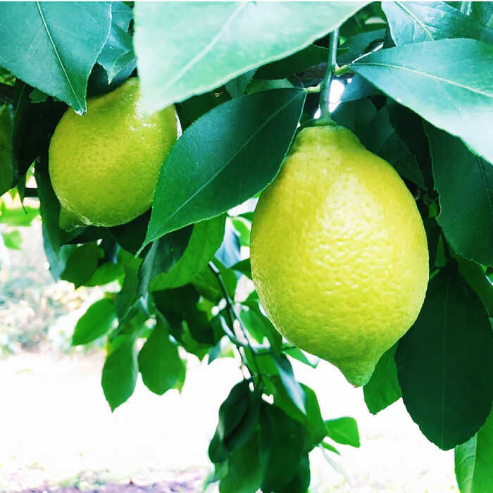 【ふるさと納税】【2025年10月〜発送】国産レモン 1kg / レモン れもん 檸檬 国産 ユーレカ 果物 フルーツ 柑橘 / 南島原市 / 長崎県農産品流通合同会社 [SCB016] サムネイル2