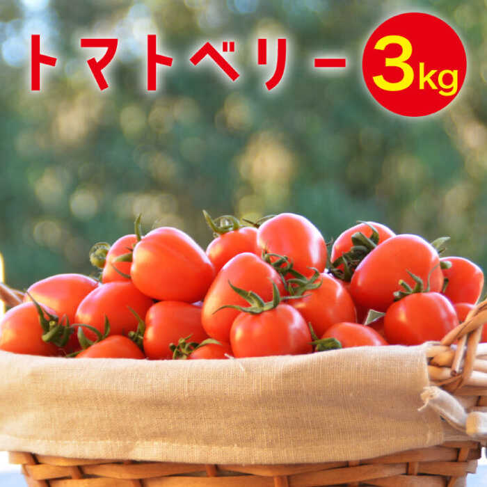 【2025年12月〜発送】トマトベリー 3kg / ミニトマト トマト トマトベリー とまと 野菜 サラダ プチトマト 野菜 産地直送 予約 3kg 送料無料 / 南島原市 / 長崎県農産品流通合同会社 [SCB030]