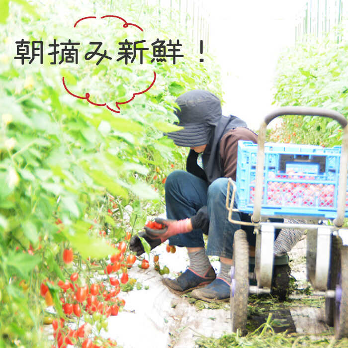 【ふるさと納税】【2026年1月～発送】【2025年12月～発送】【完熟ミニトマト】アイコトマト 約1kg / とまと トマト アイコ 1kg ミニトマト プチトマト 野菜 / 南島原市 / 長崎県農産品流通合同会社 [SCB039] - 画像3