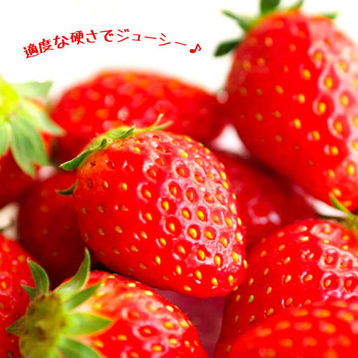 【ふるさと納税】【2026年1月〜発送】【限定いちご】 ゆめのか 1kg（250g×4p）/ いちご イチゴ 苺 フルーツ 果物 くだもの / 南島原市 / 長崎県農産品流通合同会社 [SCB040] サムネイル2