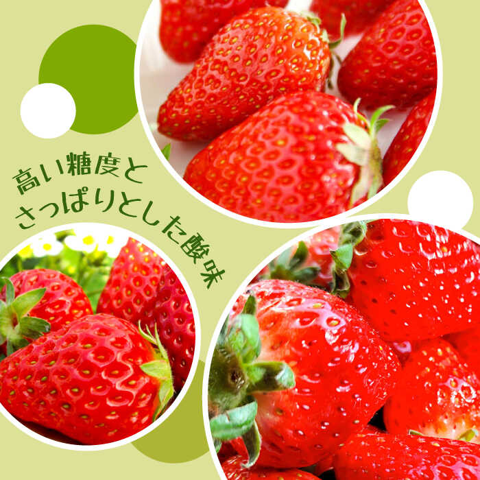 【ふるさと納税】【2026年1月〜発送】【限定いちご】 ゆめのか 1kg（250g×4p）/ いちご イチゴ 苺 フルーツ 果物 くだもの / 南島原市 / 長崎県農産品流通合同会社 [SCB040] サムネイル3