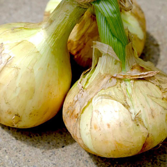 【ふるさと納税】【2026年3月中旬〜発送】【柔らかくて甘い！】塩玉ねぎ 約5kg（小玉）/ 新たまねぎ 新玉ねぎ 新タマネギ 玉ネギ 玉ねぎ たまねぎ タマネギ 野菜 やさい 旬 オニオン スープ ハンバーグ 肉じゃが 約5キロ / 南島原市 / 長崎県農産品流通合同会社 [SCB054] - 画像2