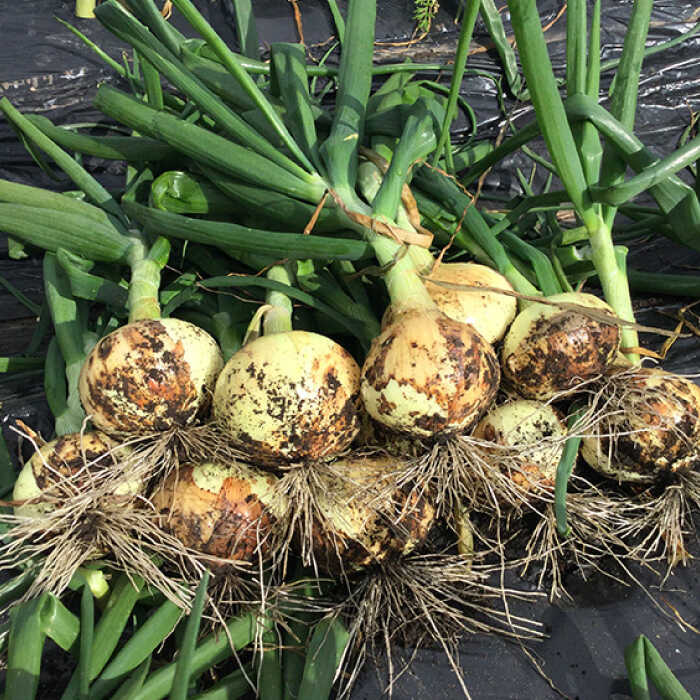 【ふるさと納税】【2026年3月中旬〜発送】【柔らかくて甘い！】塩玉ねぎ 約5kg（小玉）/ 新たまねぎ 新玉ねぎ 新タマネギ 玉ネギ 玉ねぎ たまねぎ タマネギ 野菜 やさい 旬 オニオン スープ ハンバーグ 肉じゃが 約5キロ / 南島原市 / 長崎県農産品流通合同会社 [SCB054] - 画像3