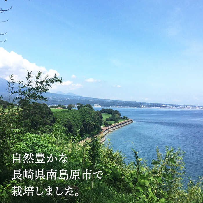 【ふるさと納税】【2025年11月中旬〜発送】【数量限定】 アールスメロン 2玉 / 3kg以上 高級 果物 フルーツ メロン マスクメロン めろん / 南島原市 / 長崎県農産品流通合同会社 [SCB074] サムネイル3