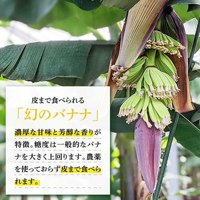 【ふるさと納税】【3回定期便】【皮ごと食べられる！】なかなかバナナ 5本〈7月〜9月は発送停止〉 / バナナ フルーツ 果物 定期便 フルーツ定期便 / 南島原市 / ミナサポ [SCW035] サムネイル2