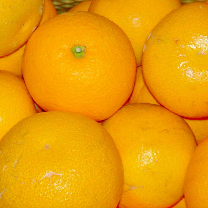 【ふるさと納税】【2026年1月〜発送】八朔（10Kg）（L〜2L込） / はっさく ハッサク 八朔 みかん ミカン 蜜柑 柑橘 フルーツ 果物南 / 島原市 / 日野江 [SCY005] サムネイル2