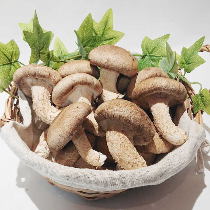 【ふるさと納税】 南島原産厳選きのこセット 4品目詰め合わせ / 詰め合わせ きのこ キノコ 茸 きのこセット / 南島原市 / 吉岡青果 [SCZ013] - 画像2